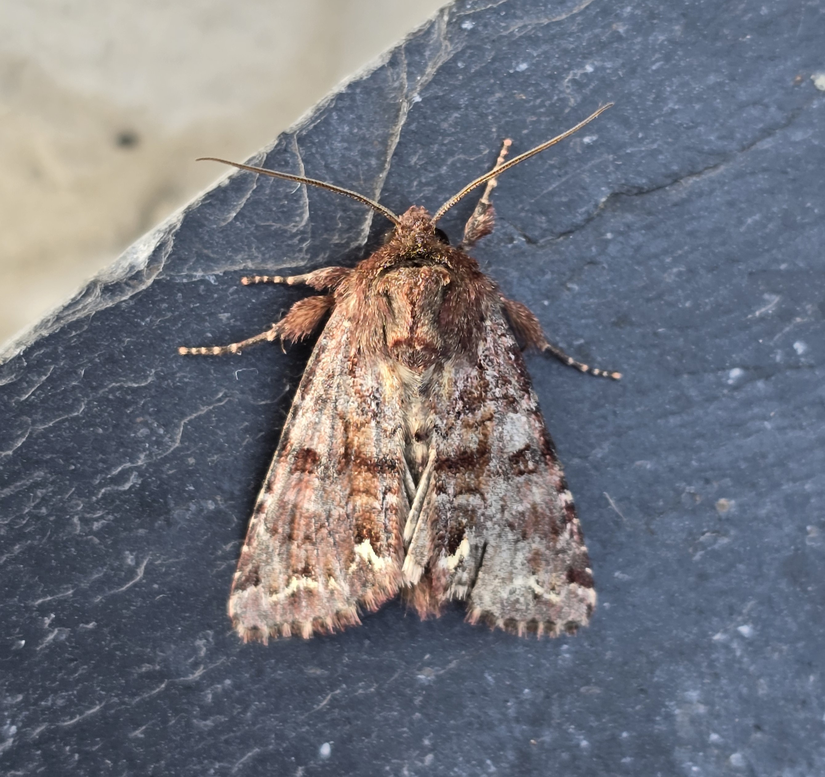 Photo of Broom Moth (Ceramica pisi)